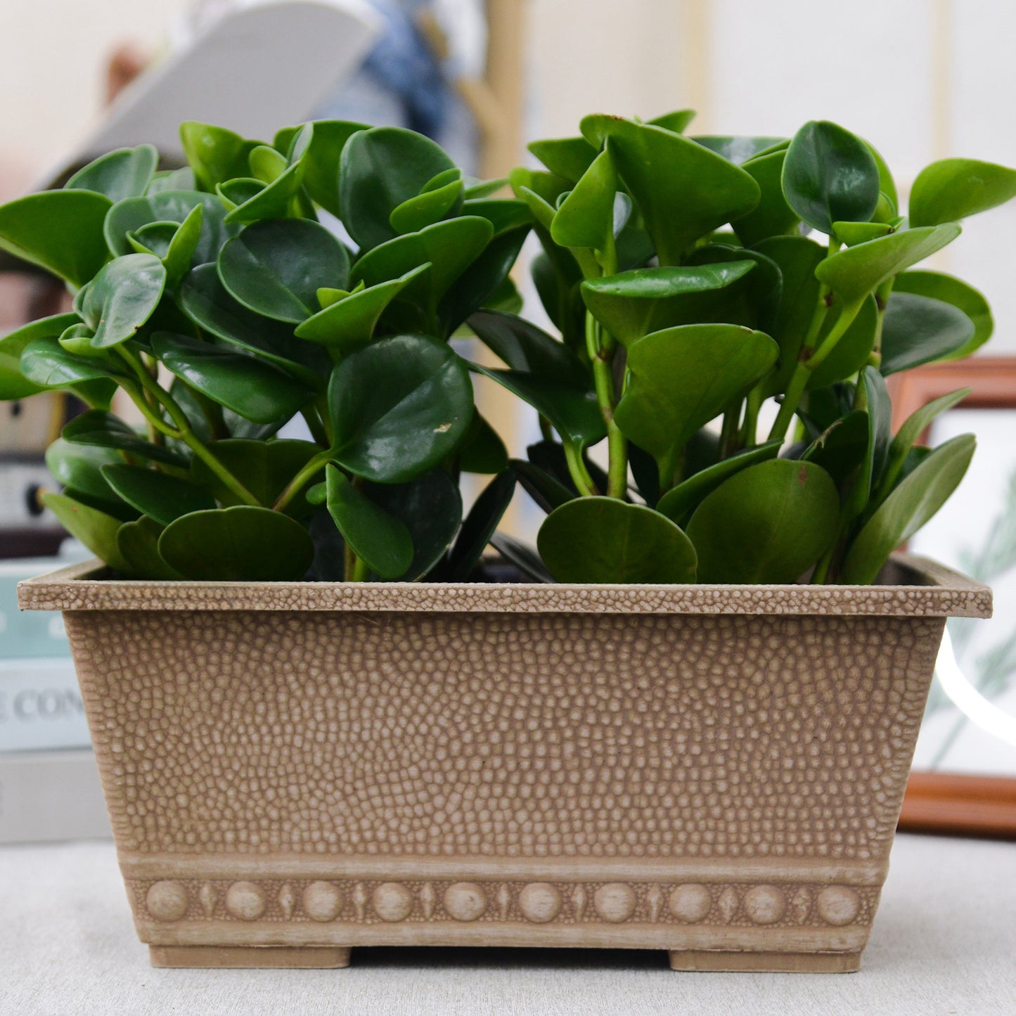 GreenShip 13.4 L x 8.66 W x 5.52 H inch Classic Long Large Rectangular Window Box Planter for Indoor Outdoor Patio Balcony, Durable Window Planter with Drainage Hole(Plants Not Included)