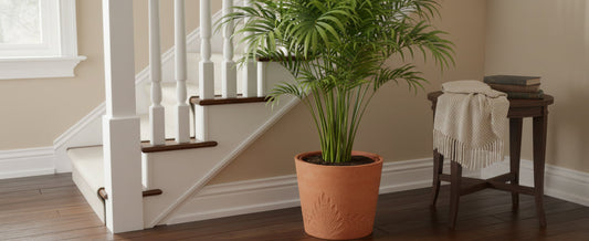 When to Repot Large Plants into Decorative Relief Planters