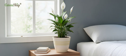 Planter Pots with Drainage Holes: A Practical Choice for Summer Gardening