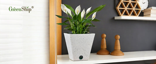 Add a Fresh Look to Your Home with Decorative Self Watering Planters