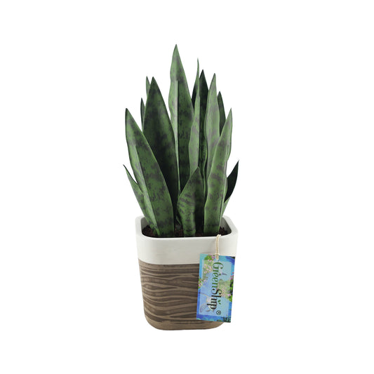 GreenShip 17" Artificial Snake Plant in Two-Tone Square Pot | Low-Maintenance Faux Potted Plant for Home & Office Decor