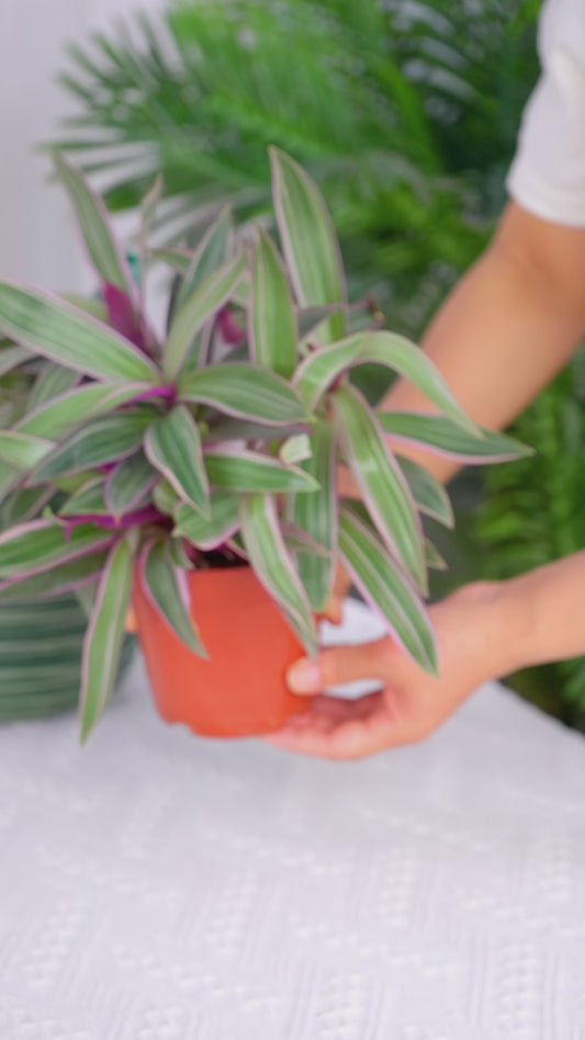 GreenShip Planter for Indoor Plants,8 inch or 10 inch Plant Pots with Drainage Hole,Modern Plant Pots,Decorative Flower Pots(Plants Not Included)